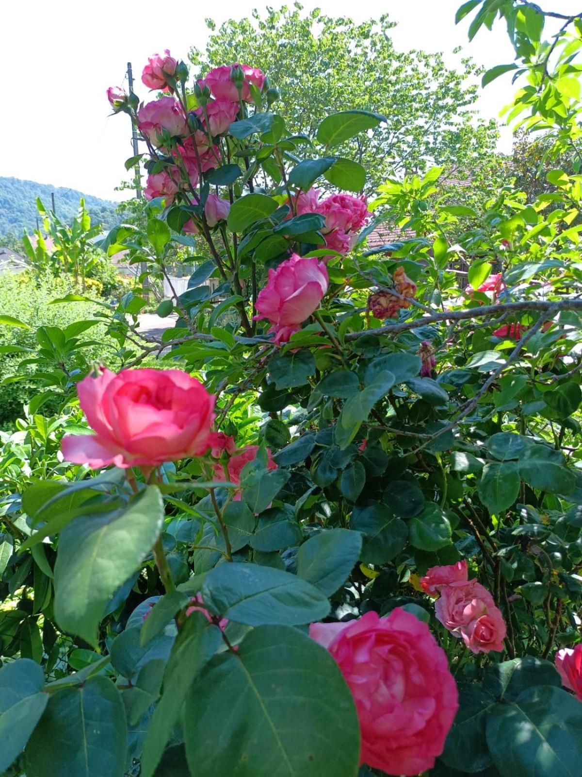 Gite Les Dames Du Quint 3 Etoiles 博姆莱达姆 客房 照片